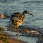 探索少先队历史:从成立到发展的重要里程碑 k7du05p454