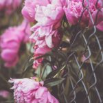 探索中国漫画的魅力与发展历程 zhwhd4yz